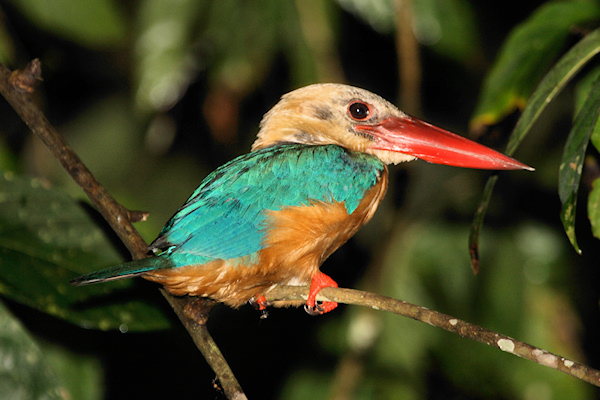 Stork-billedKimgfisher_Sukau_0254 (150)_m.jpg